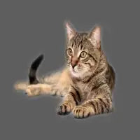 Cat - design