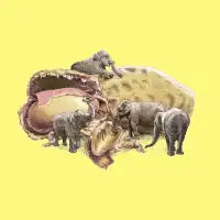 Elephant's Paradise - design