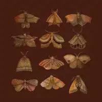 Moth Collector - design