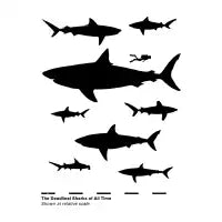 The Deadliest Sharks of All Time - design