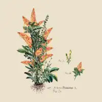 Vegetabilis Pizzarius - design