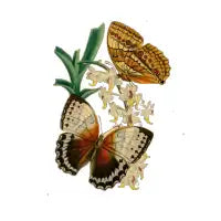 Pollinators - design