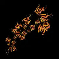 Monarch - design