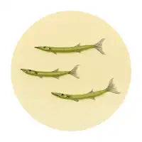 Acacia - design