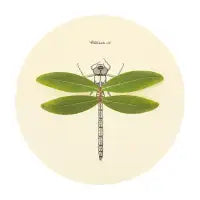 Dragonfly - design