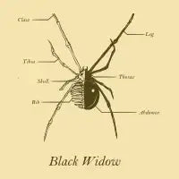Black Widow Anatomy - design