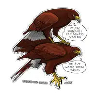 Backstanding Harris Hawks - design
