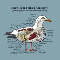 Seabird Anatomy - design
