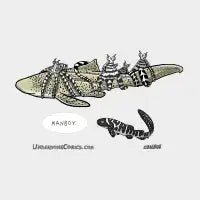 Zebra Shark Manboy - design