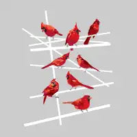 cardinal collection #1 - design