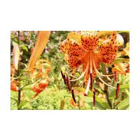Orange Lilly - design