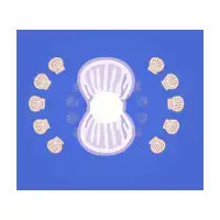 Shells & Pearl - design