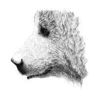 Bear closeup - design