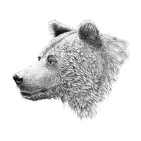 Bear profile - design