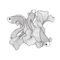 Betta Fish - design