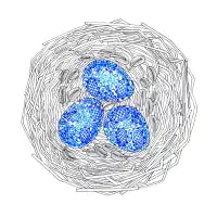 Bird Nest - design