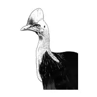 Cassowary - design