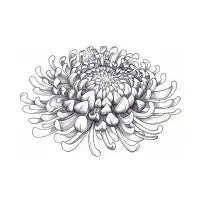 Chrysanthemum - design