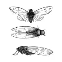 Cicadas - design