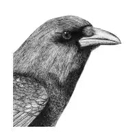 Crow Portrait - design