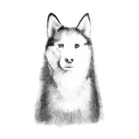 Husky - design