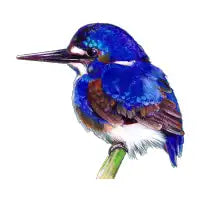 Kingfisher - design