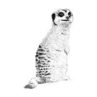 Meerkat - design