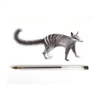 Numbat - design