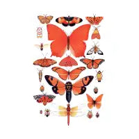 Orange Insect Collection - design
