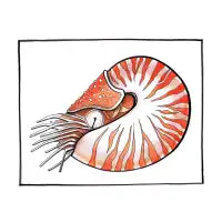 Nautilus - design