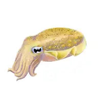 Cuttlefish - design