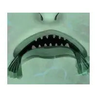 Fish Monster - design