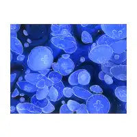 Jellyfish - design