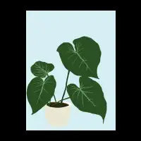Monstera - design