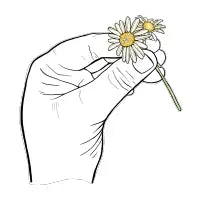 Picking Daisies - design
