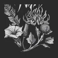 Nightshade - design