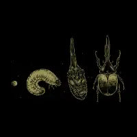 Beetle Life Cycle - design