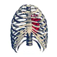 Skeleton - design