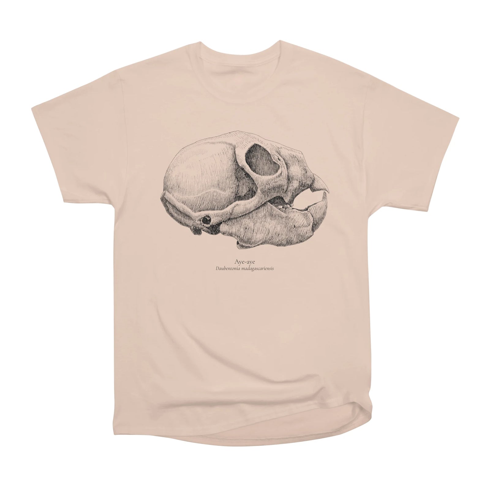 Aye-aye Skull