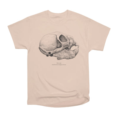 Aye-aye Skull