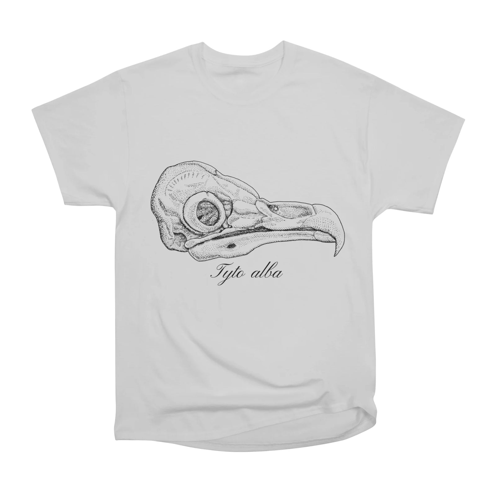 Barn owl skull