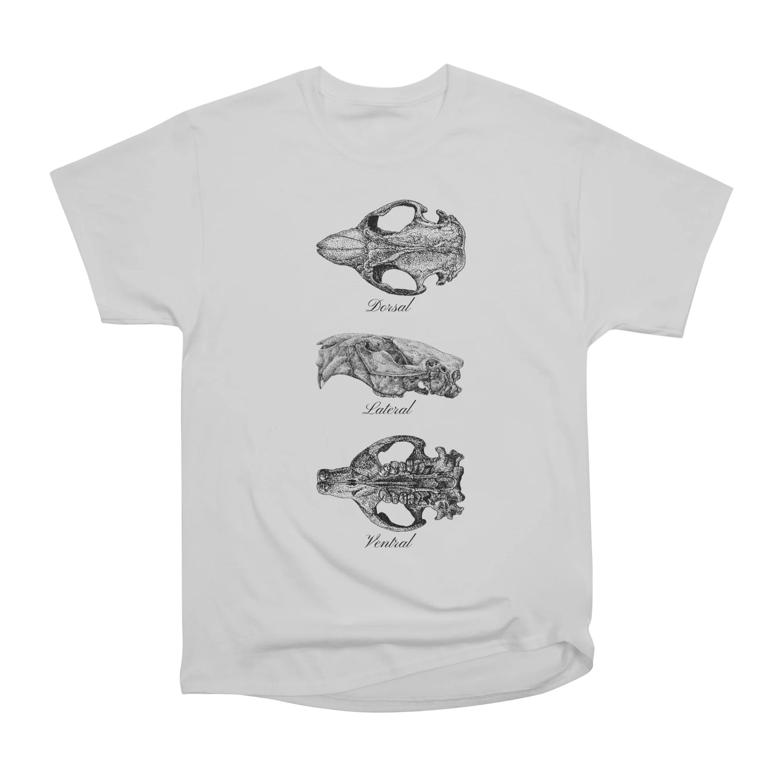 Beaver Skulls in pen and ink