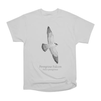 Flying Peregrine Falcon