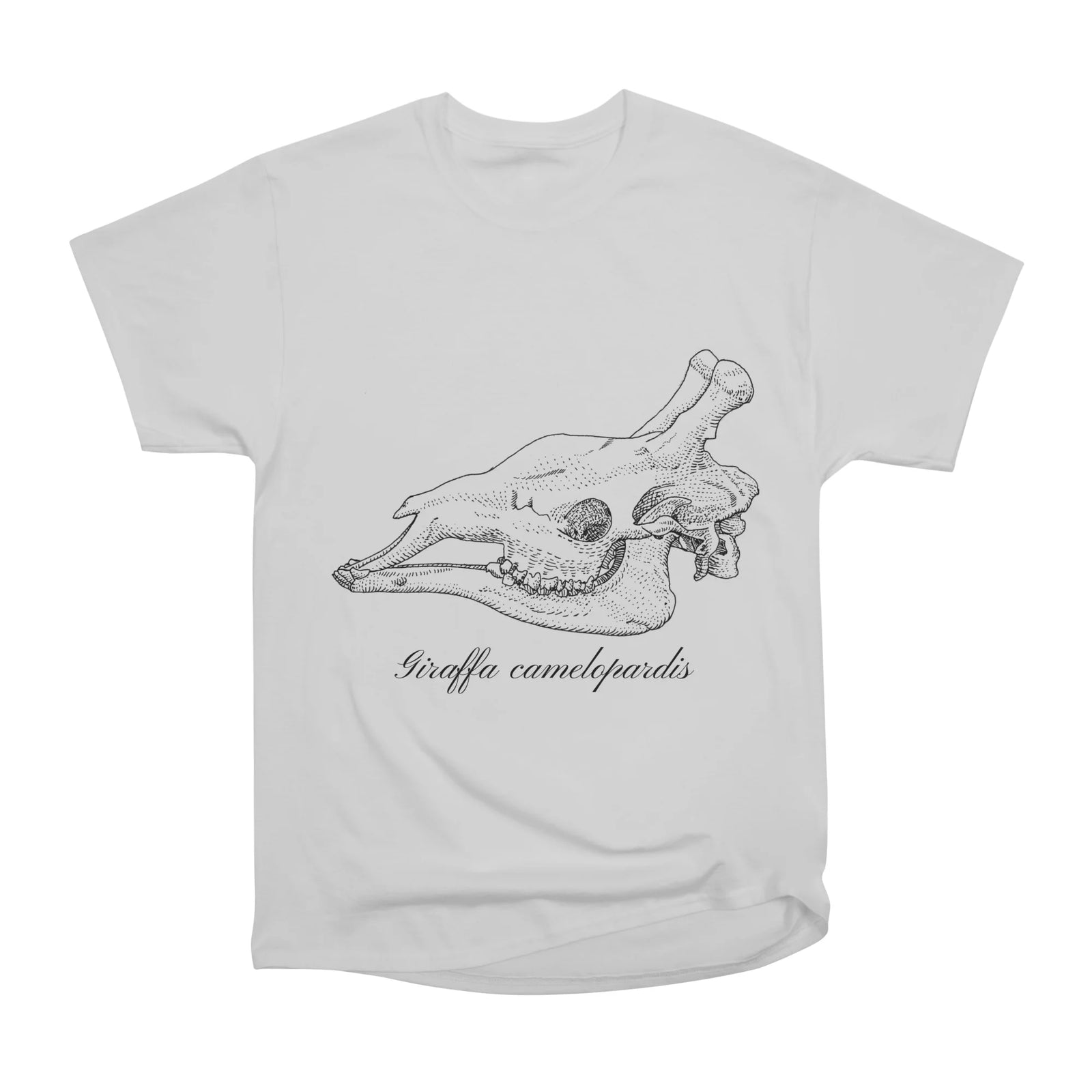 Giraffe Skull