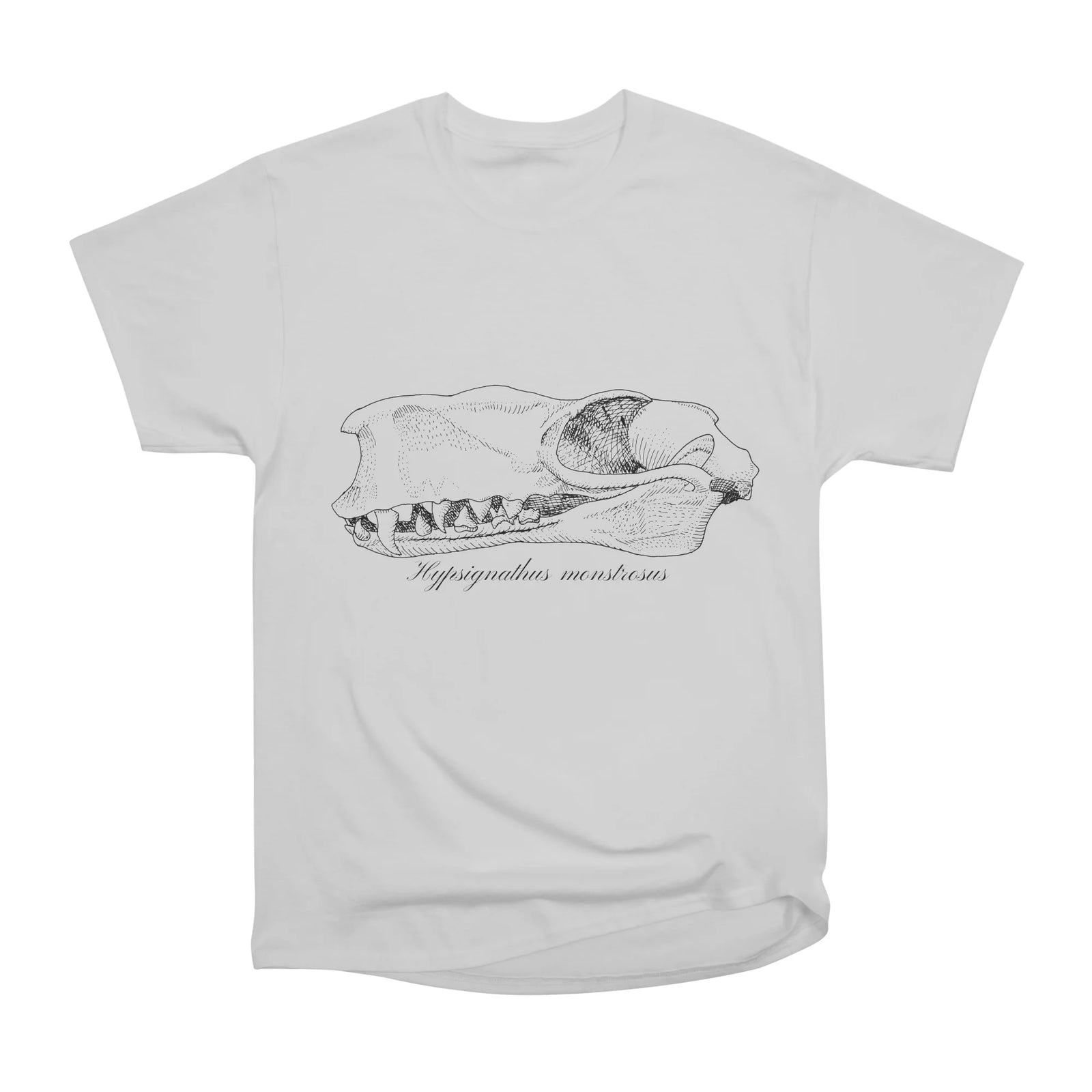 Hammerhead bat skull in ink