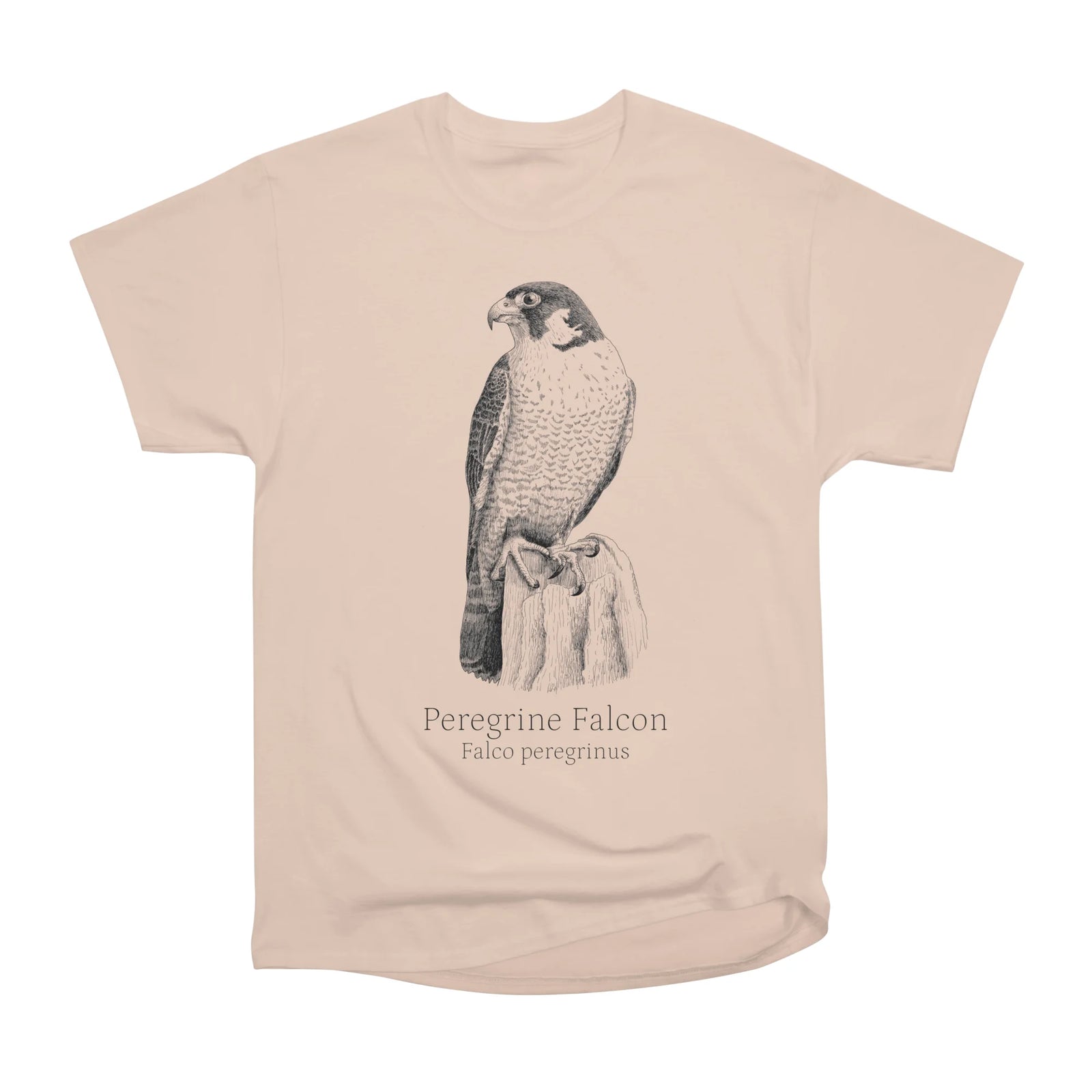 Peregrine Falcon
