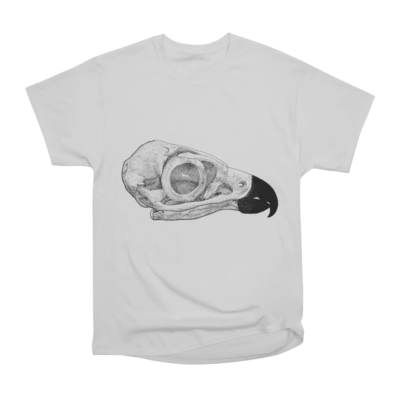 Peregrine Falcon Skull