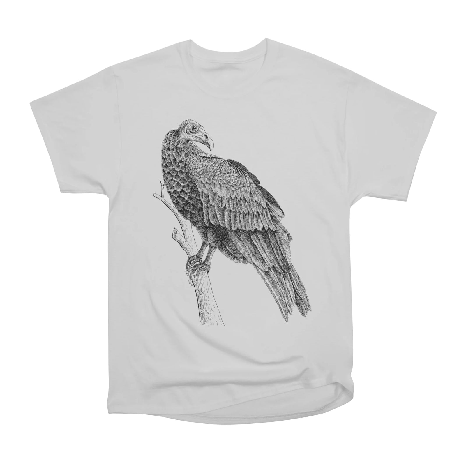 Turkey Vulture