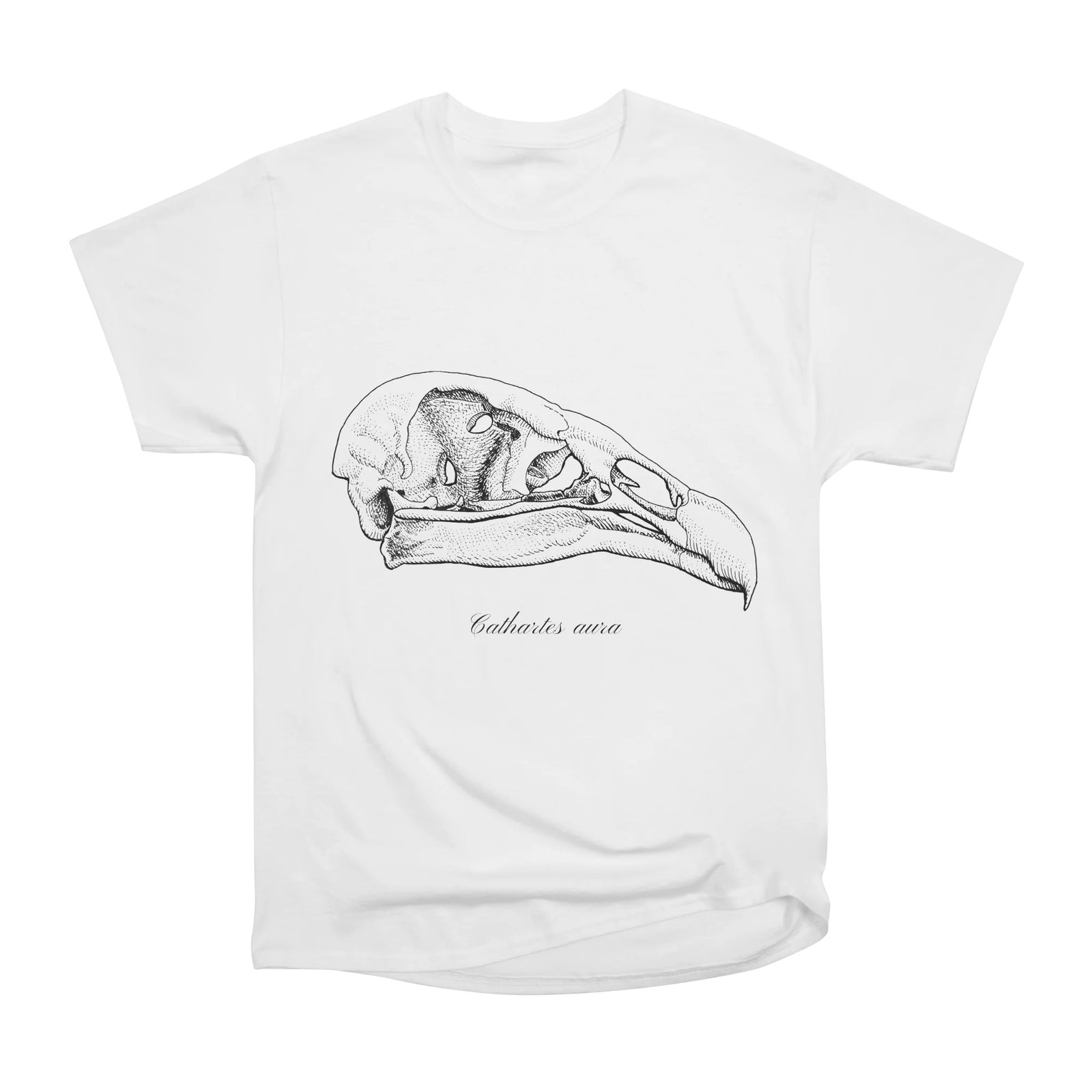 Turkey vulture skull in ink