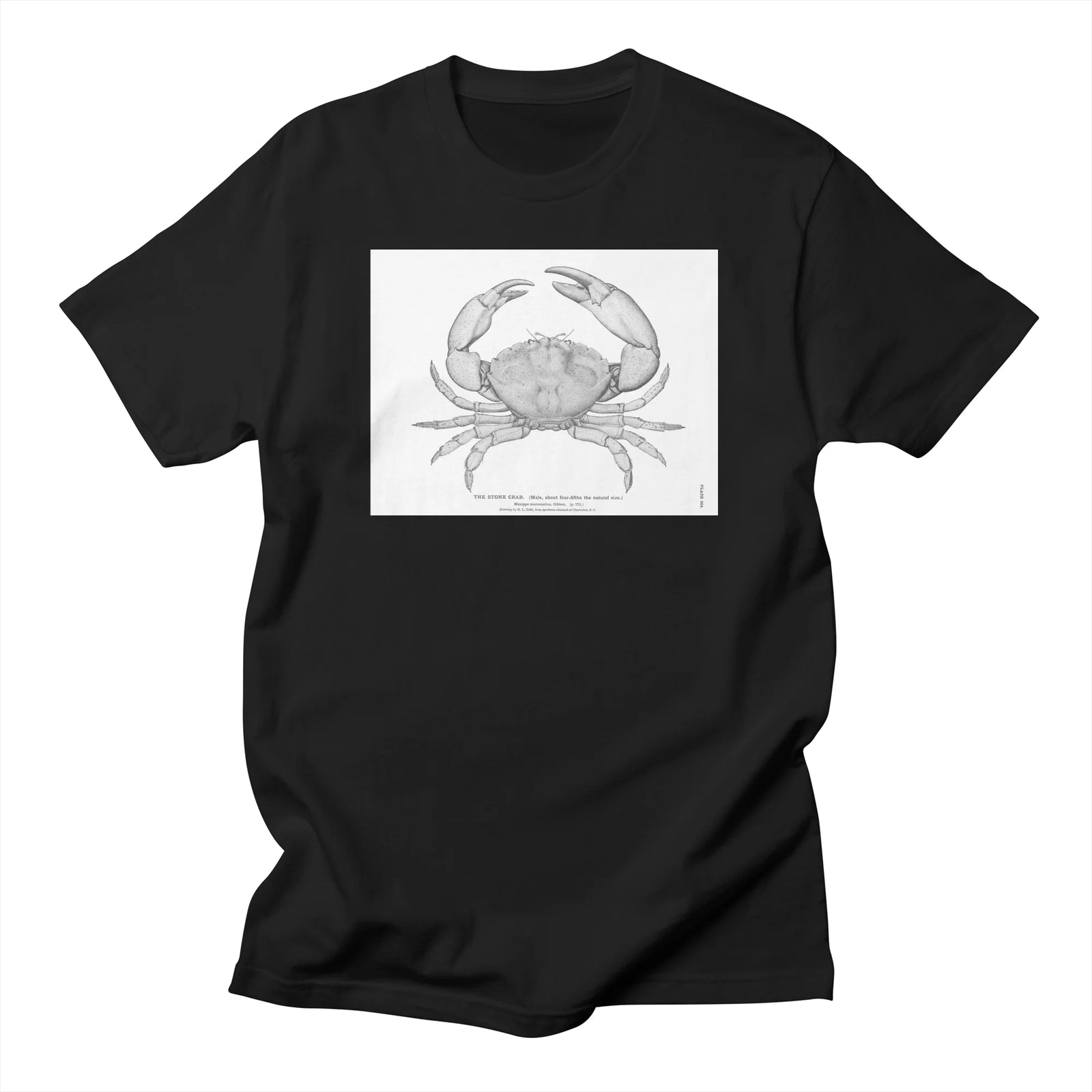 Crab